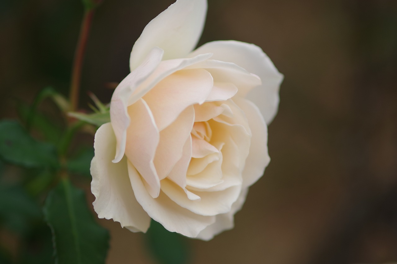 群馬県前橋市の敷島公園のバラ園