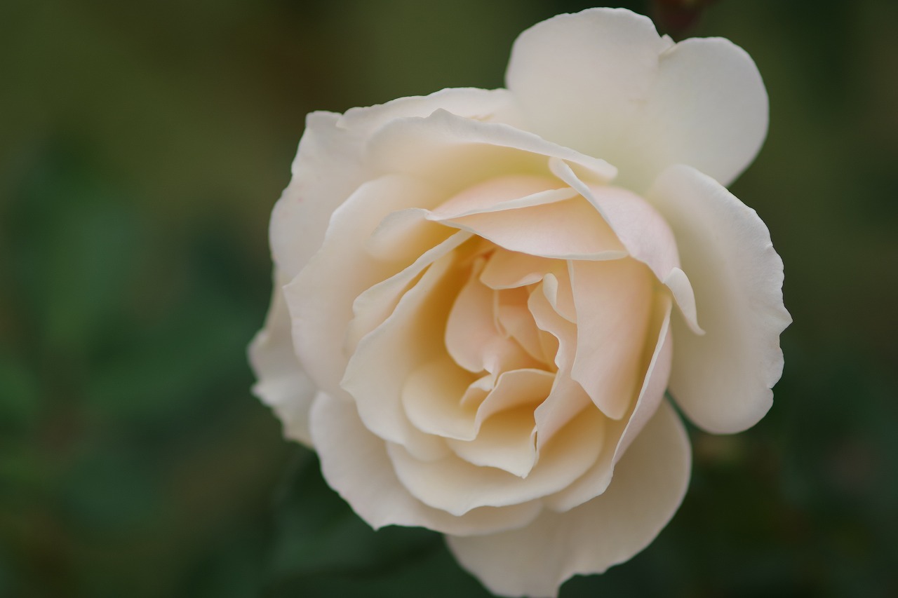 群馬県前橋市の敷島公園のバラ園