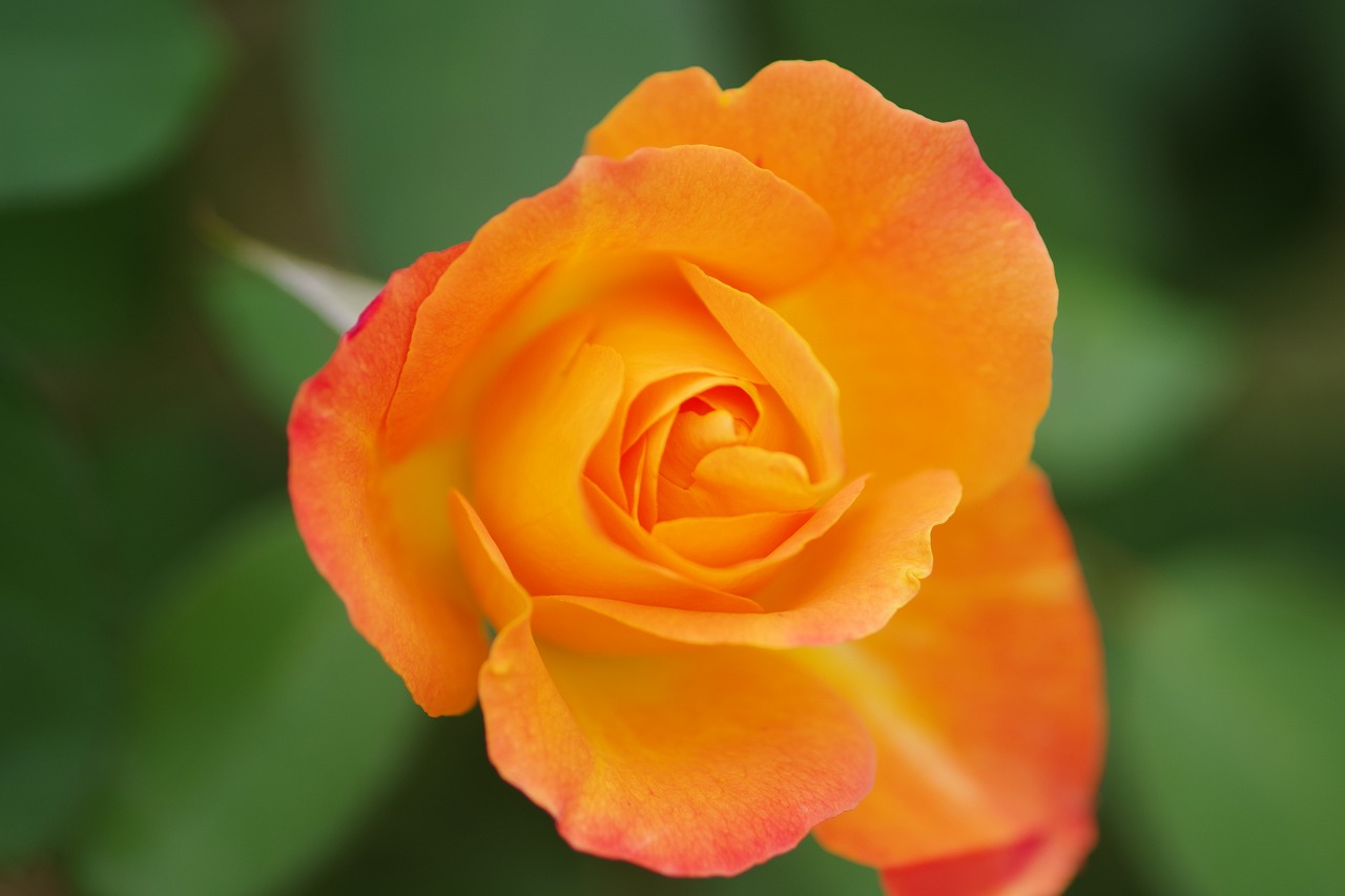 群馬県前橋市の敷島公園のバラ園