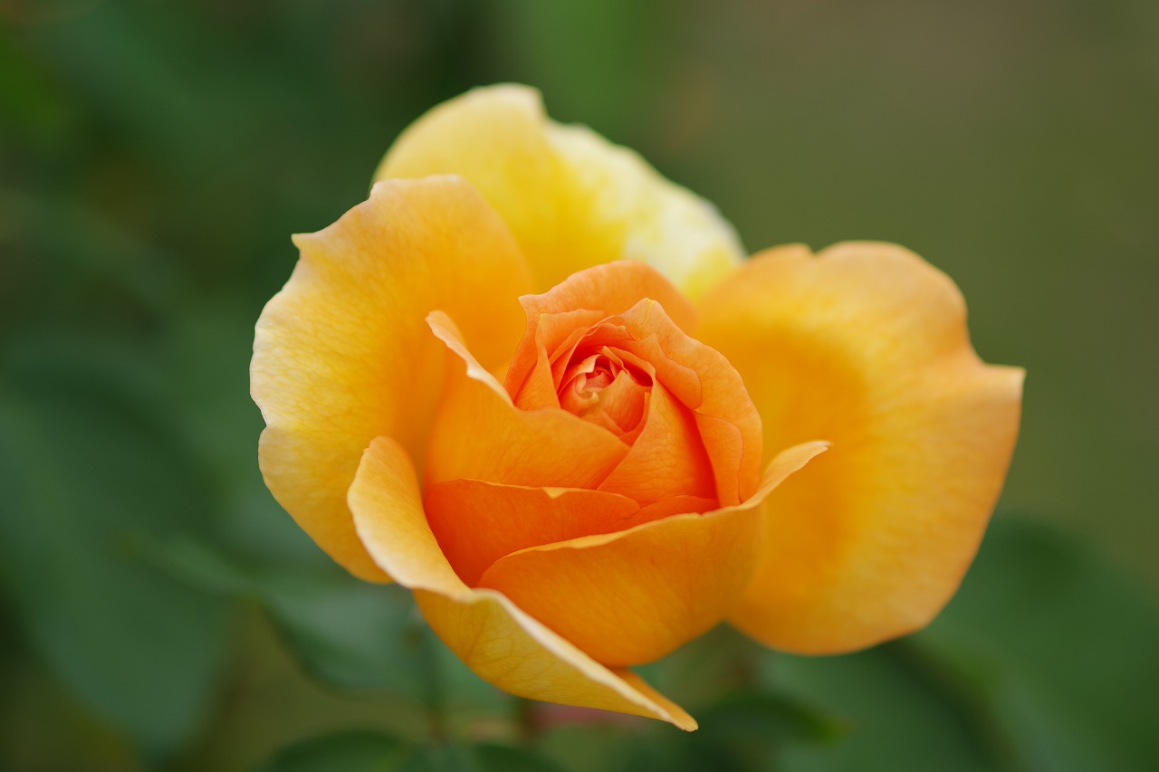 群馬県前橋市の敷島公園のバラ園