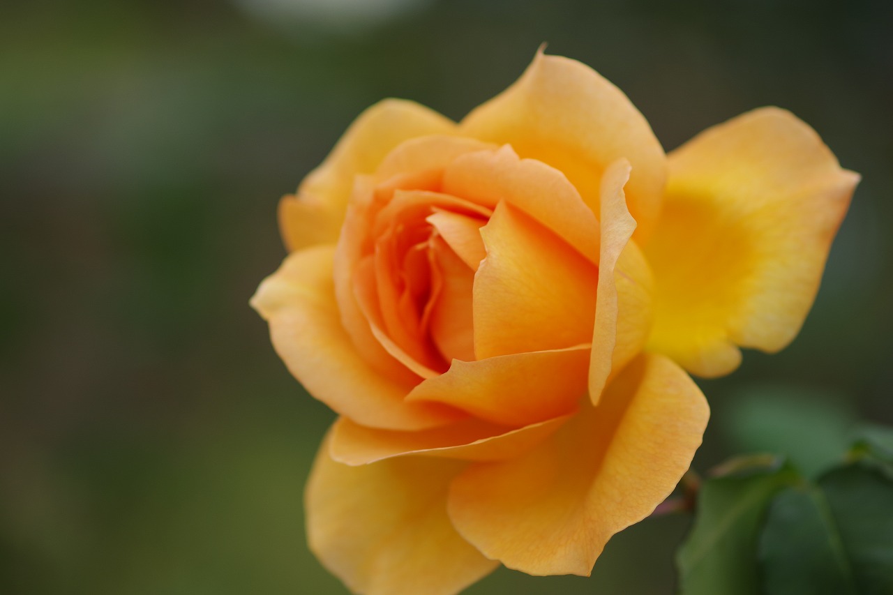 群馬県前橋市の敷島公園のバラ園