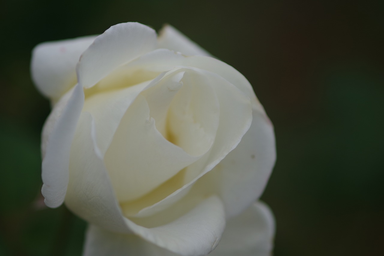 群馬県前橋市の敷島公園のバラ園
