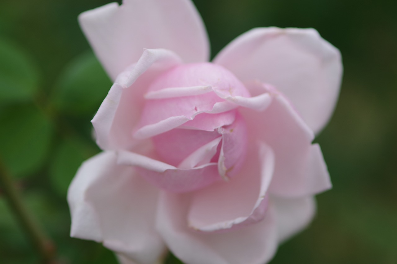 群馬県前橋市の敷島公園のバラ園