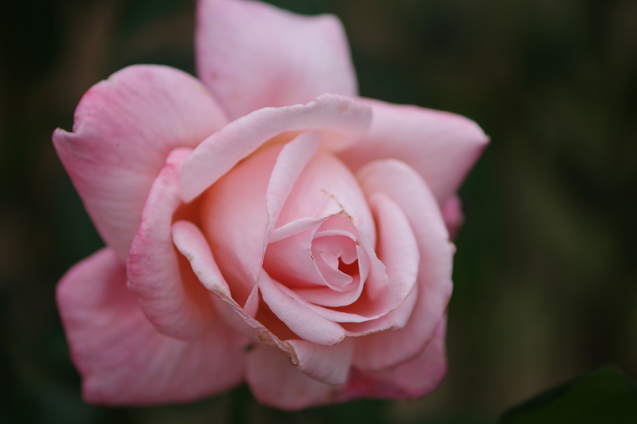 群馬県前橋市の敷島公園のバラ園