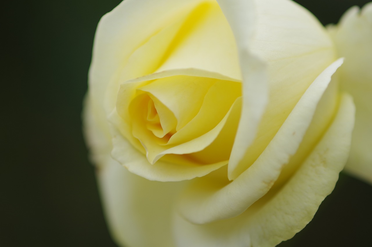 群馬県前橋市の敷島公園のバラ園