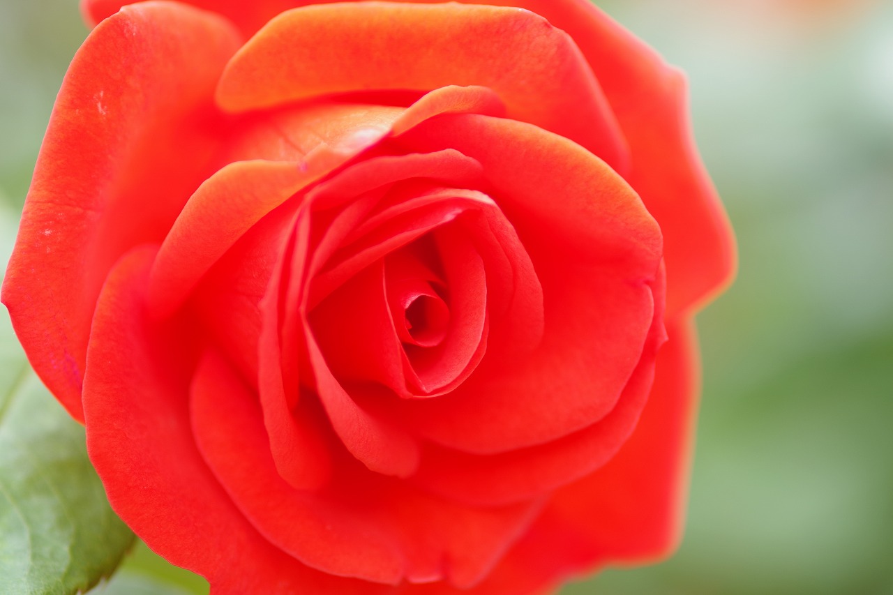 群馬県前橋市の敷島公園のバラ園