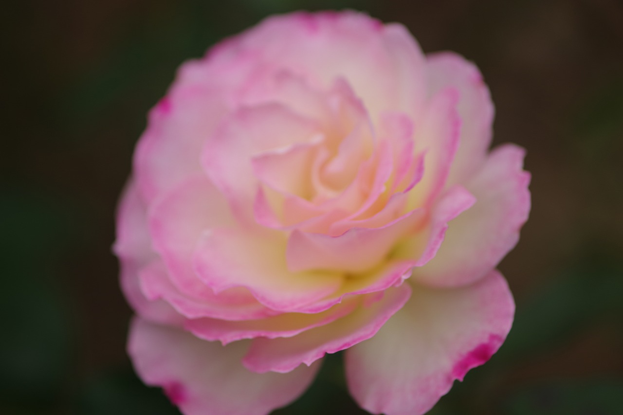 群馬県前橋市の敷島公園のバラ園