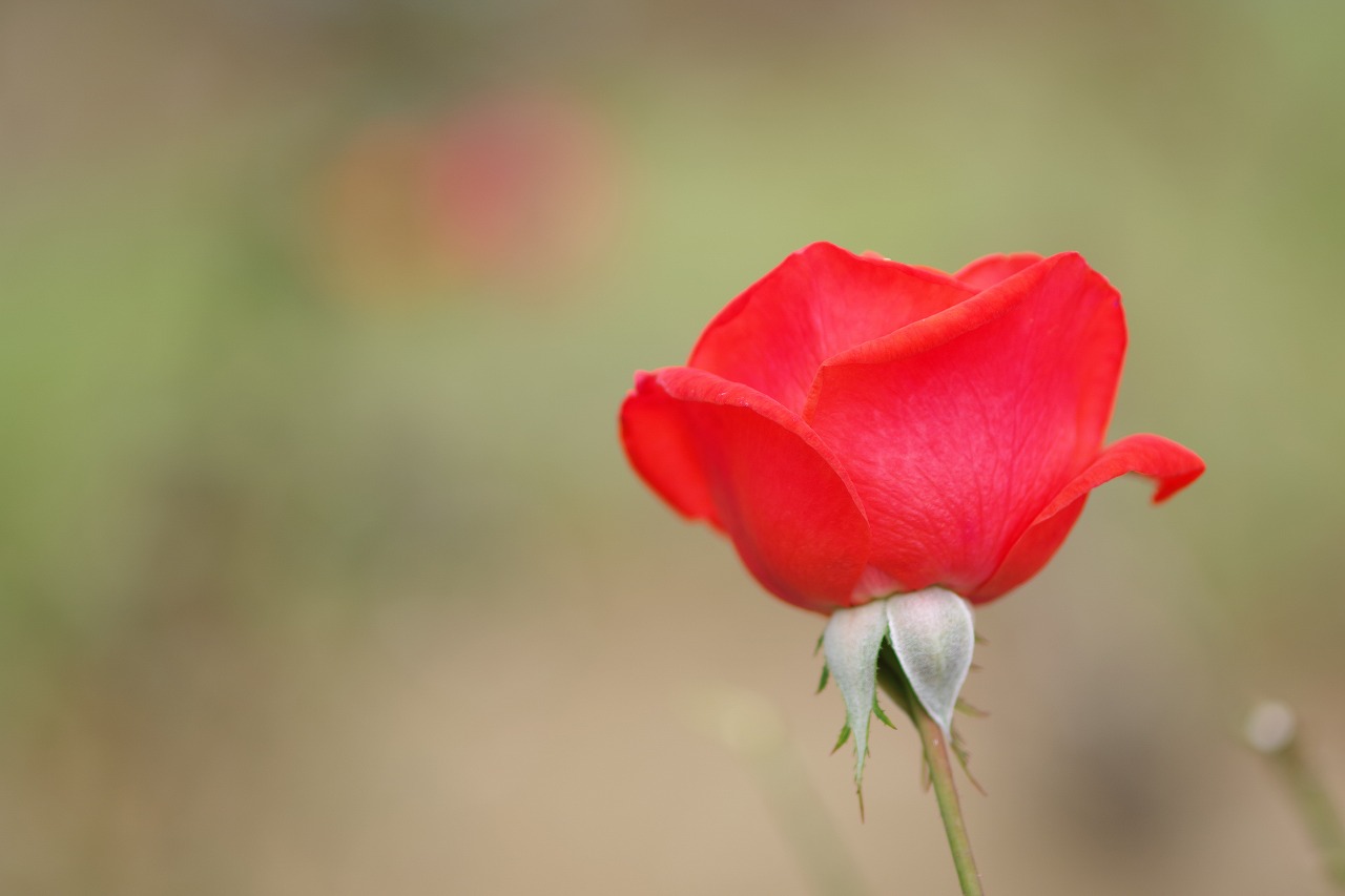 群馬県前橋市の敷島公園のバラ園