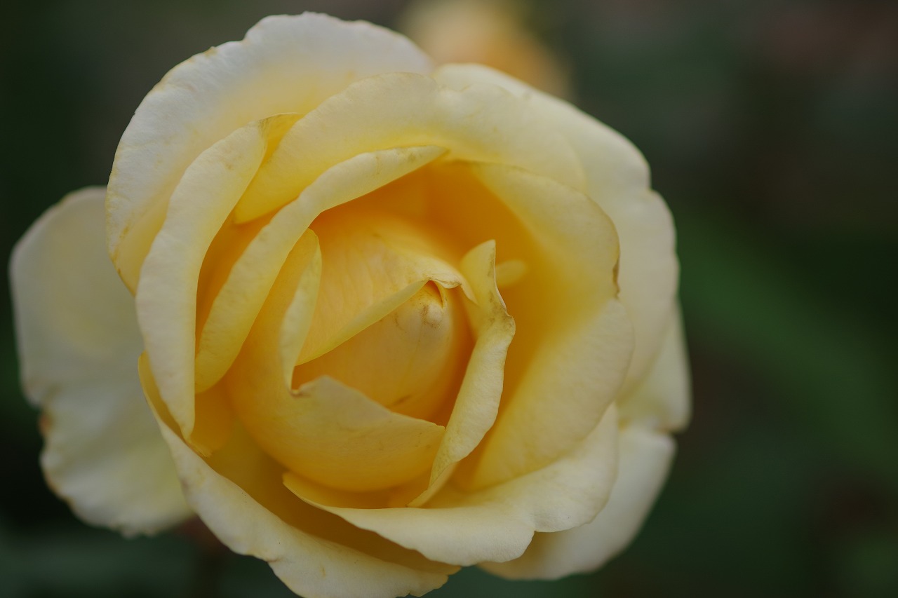 群馬県前橋市の敷島公園のバラ園