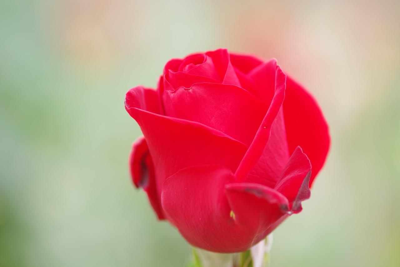 群馬県前橋市の敷島公園のバラ園
