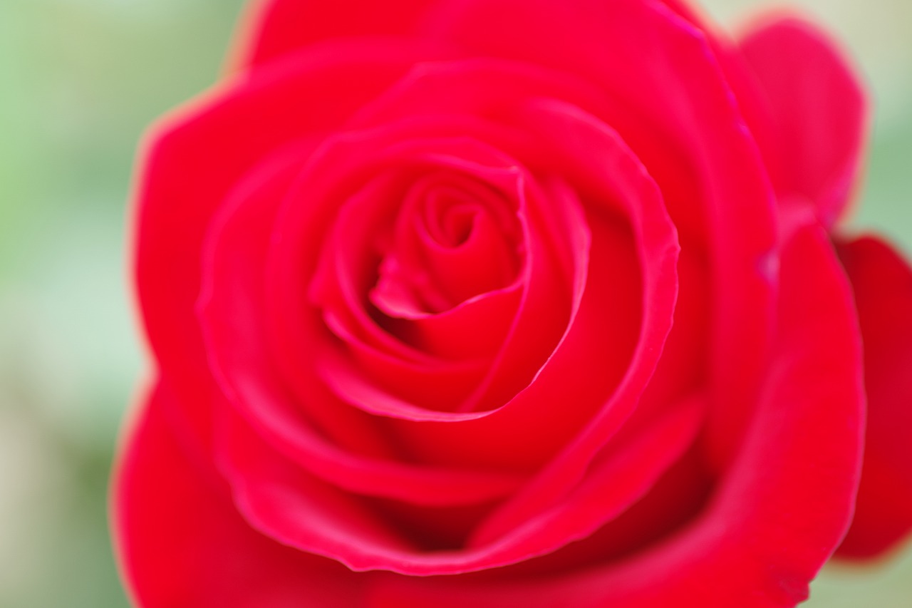 群馬県前橋市の敷島公園のバラ園