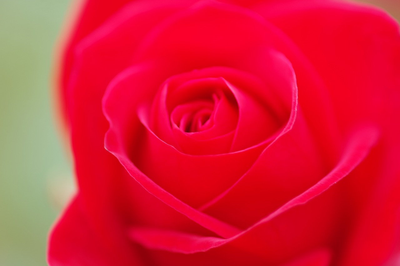 群馬県前橋市の敷島公園のバラ園