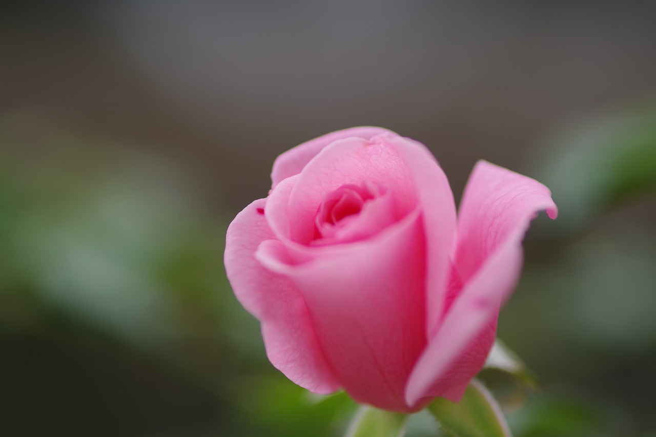 群馬県前橋市の敷島公園のバラ園