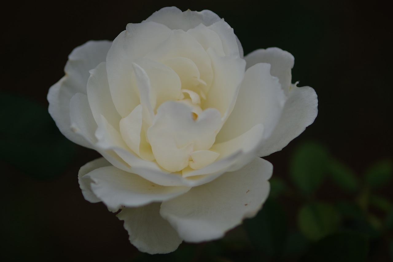 群馬県前橋市の敷島公園のバラ園