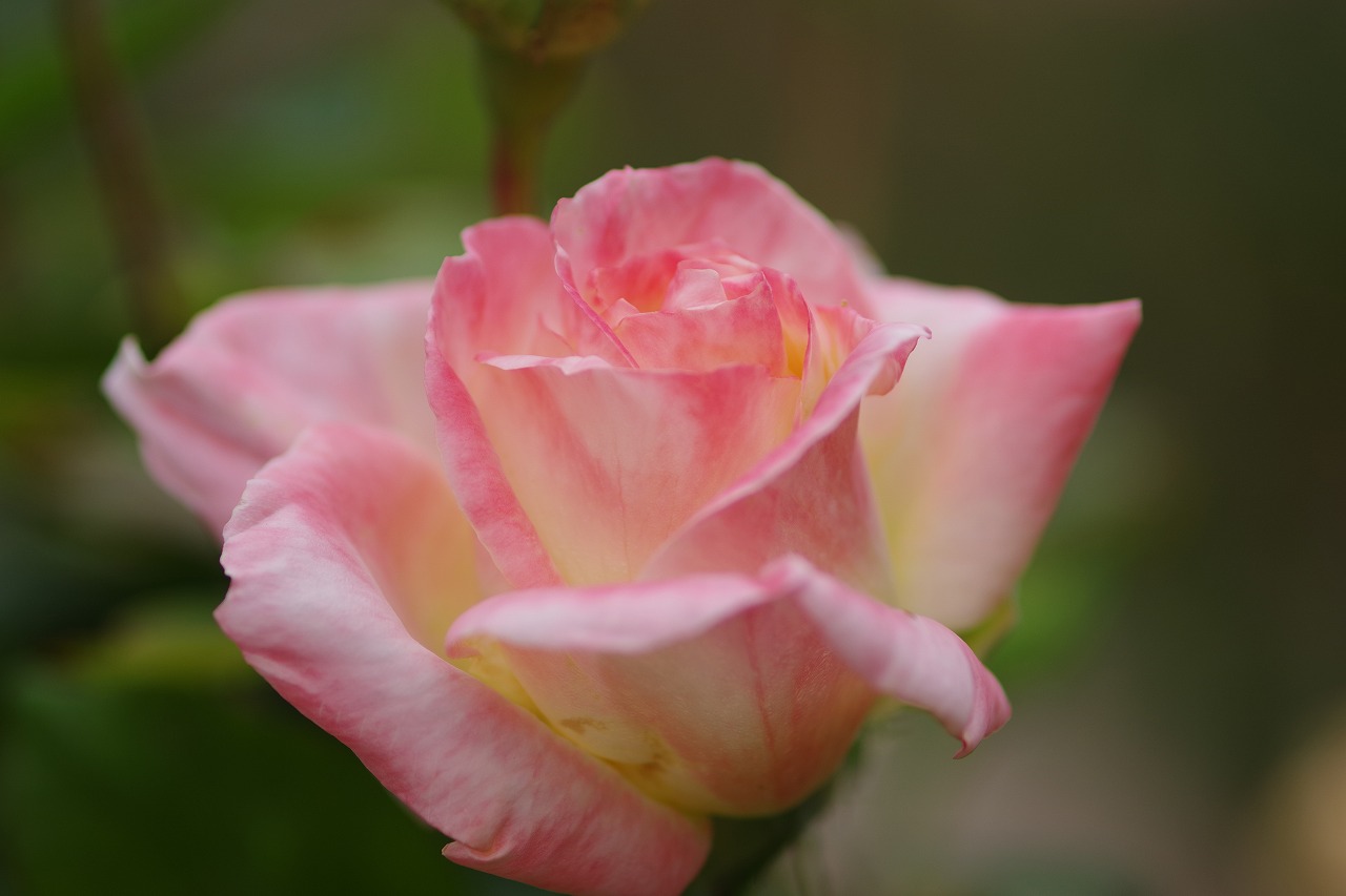 群馬県前橋市の敷島公園のバラ園