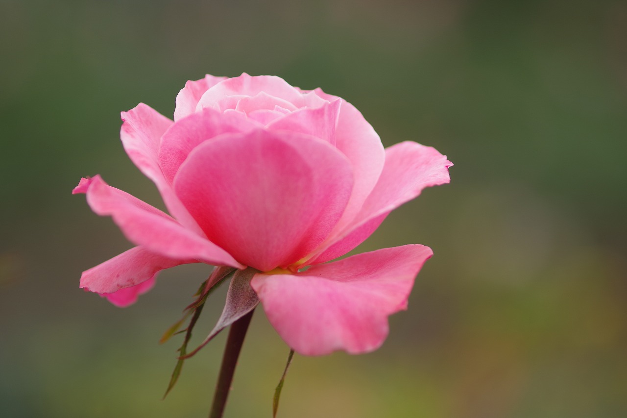 群馬県前橋市の敷島公園のバラ園