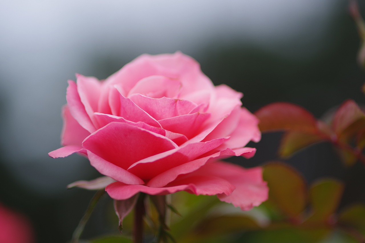 群馬県前橋市の敷島公園のバラ園