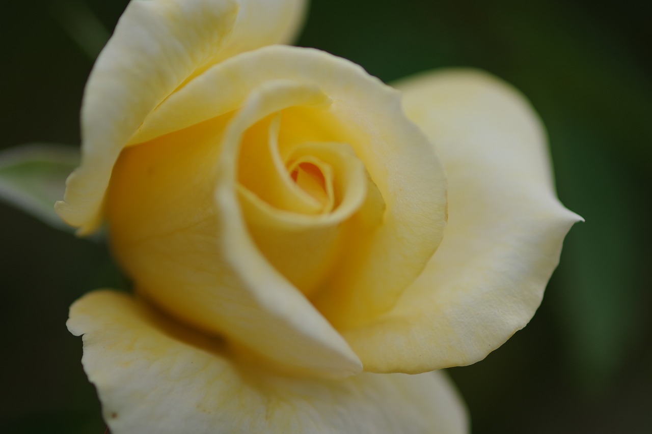 群馬県前橋市の敷島公園のバラ園