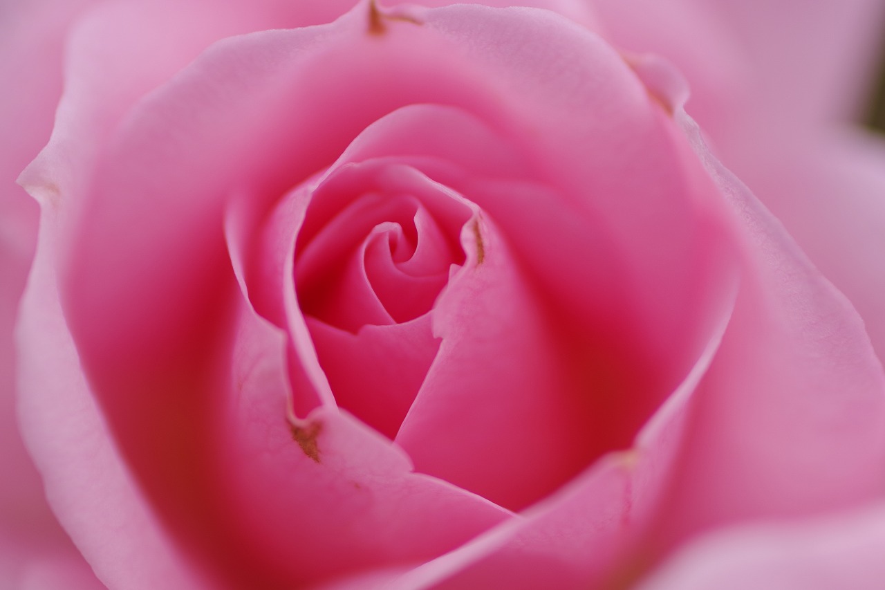 群馬県前橋市の敷島公園のバラ園