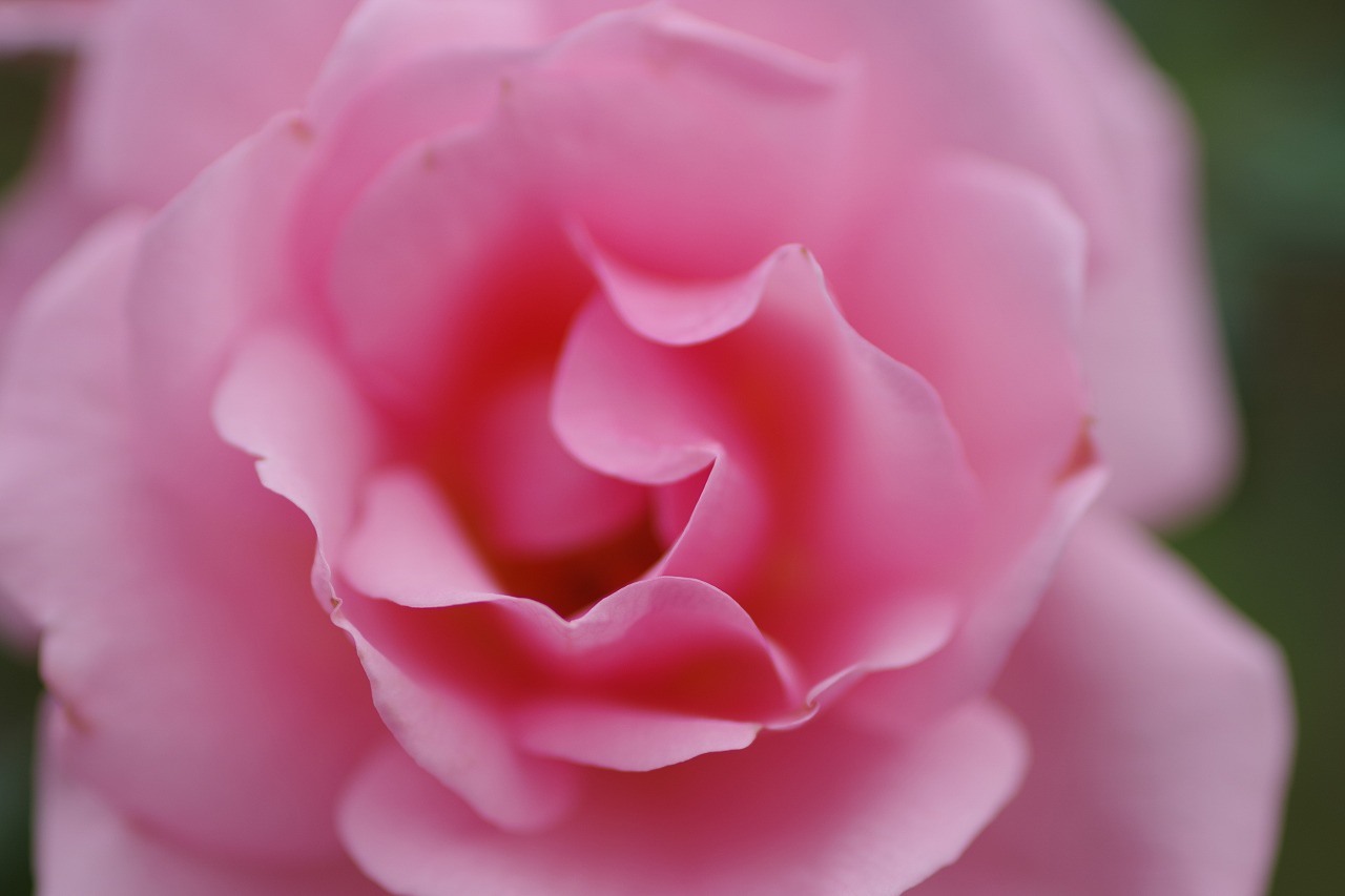 群馬県前橋市の敷島公園のバラ園