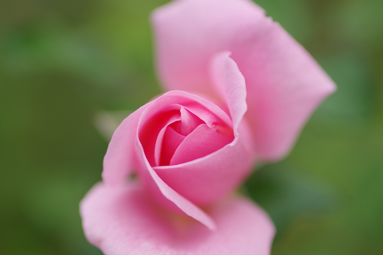 群馬県前橋市の敷島公園のバラ園