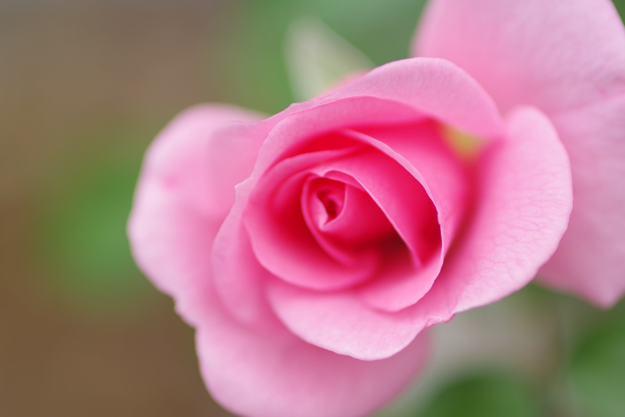 群馬県前橋市の敷島公園のバラ園
