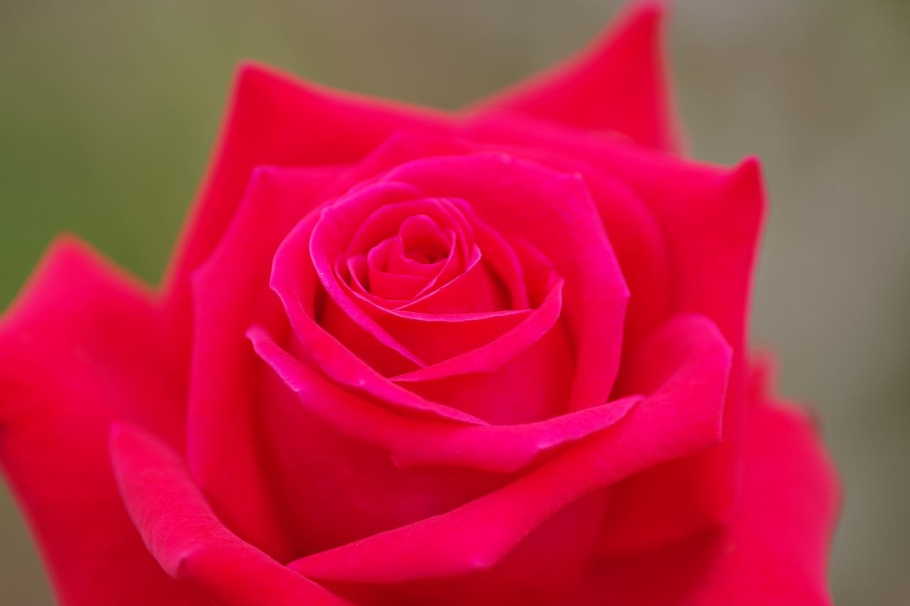 群馬県前橋市の敷島公園のバラ園