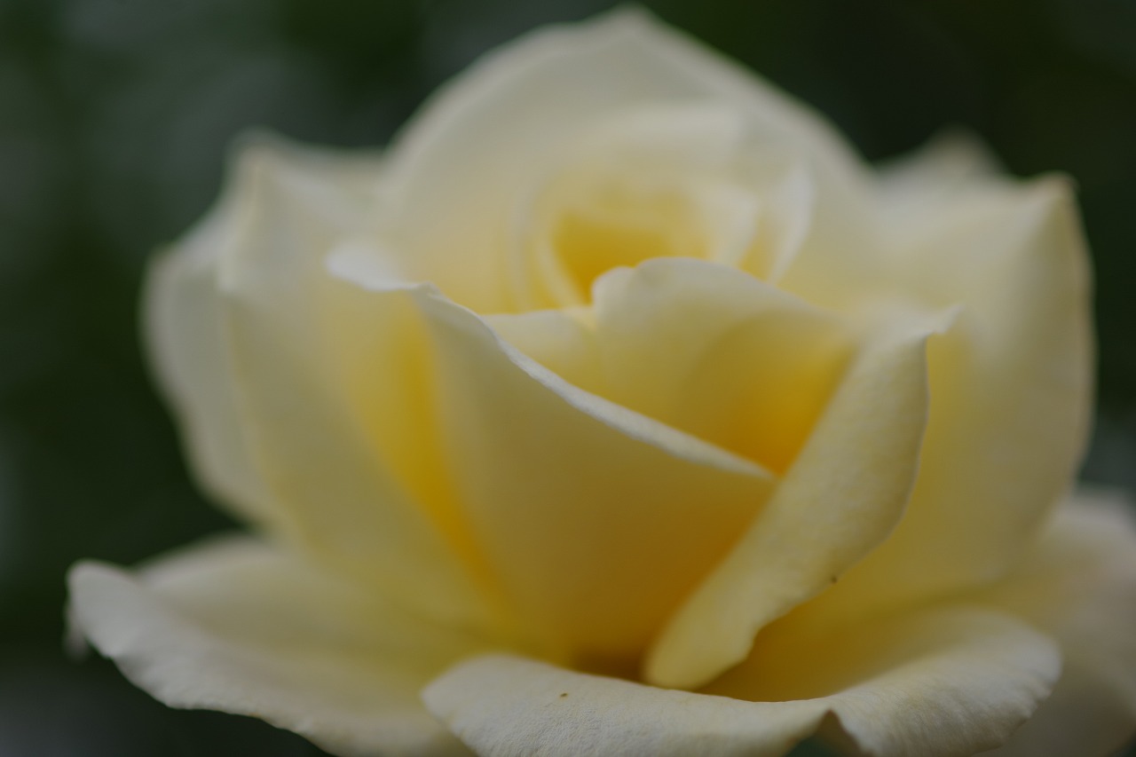 群馬県前橋市の敷島公園のバラ園