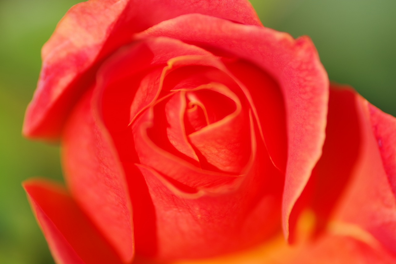 群馬県前橋市の群馬フラワーパークの花々