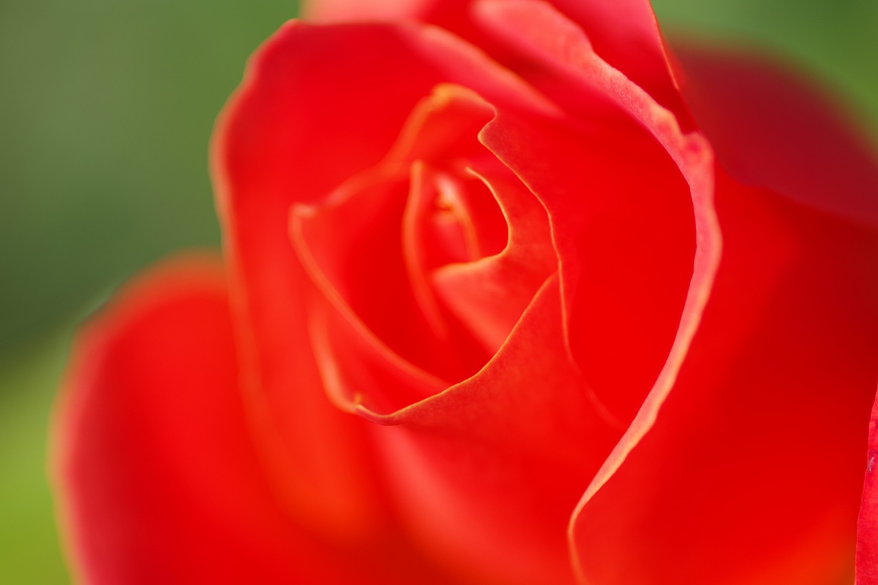 群馬県前橋市の群馬フラワーパークの花々