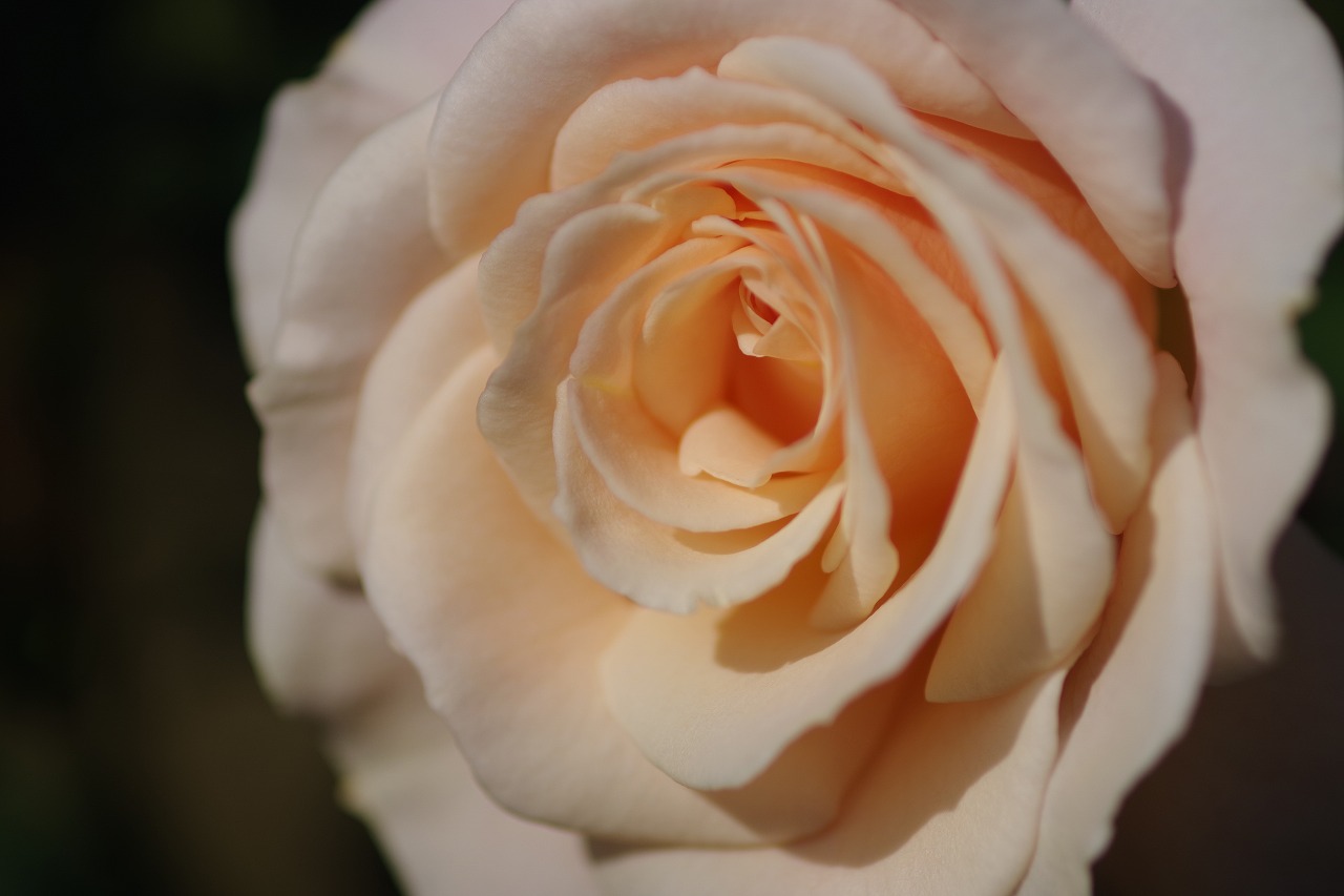 群馬県前橋市の群馬フラワーパークの花々