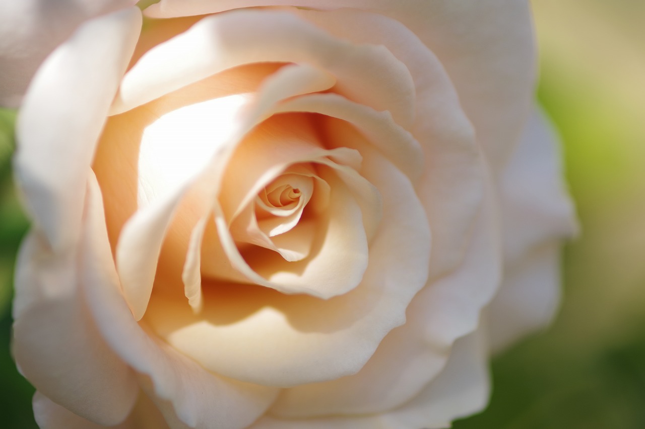 群馬県前橋市の群馬フラワーパークの花々