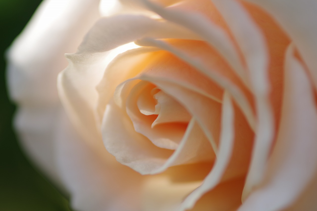 群馬県前橋市の群馬フラワーパークの花々