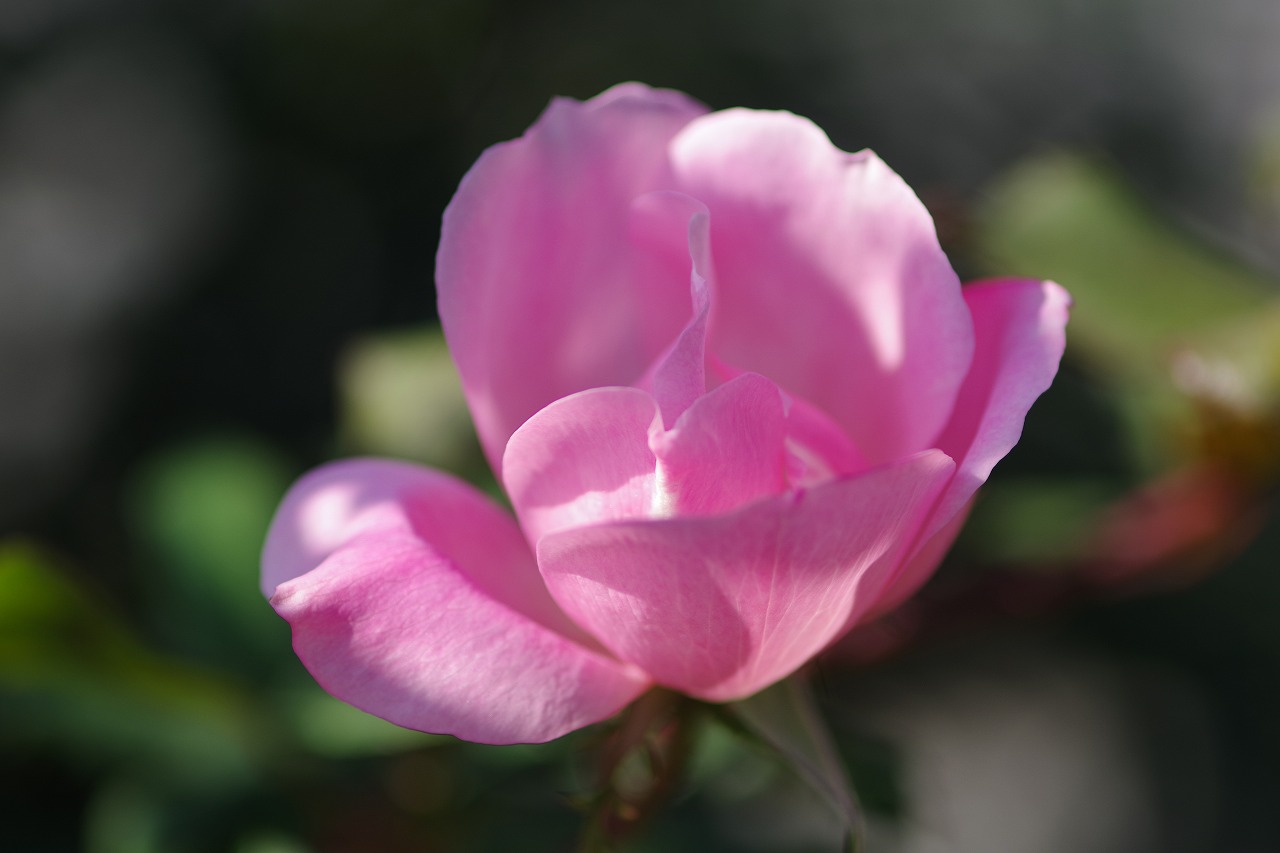 群馬県前橋市の群馬フラワーパークの花々