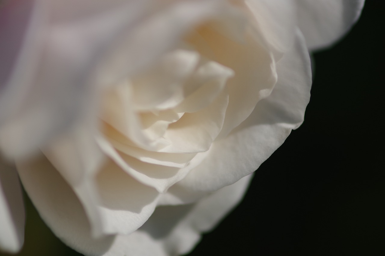 群馬県前橋市の群馬フラワーパークの花々