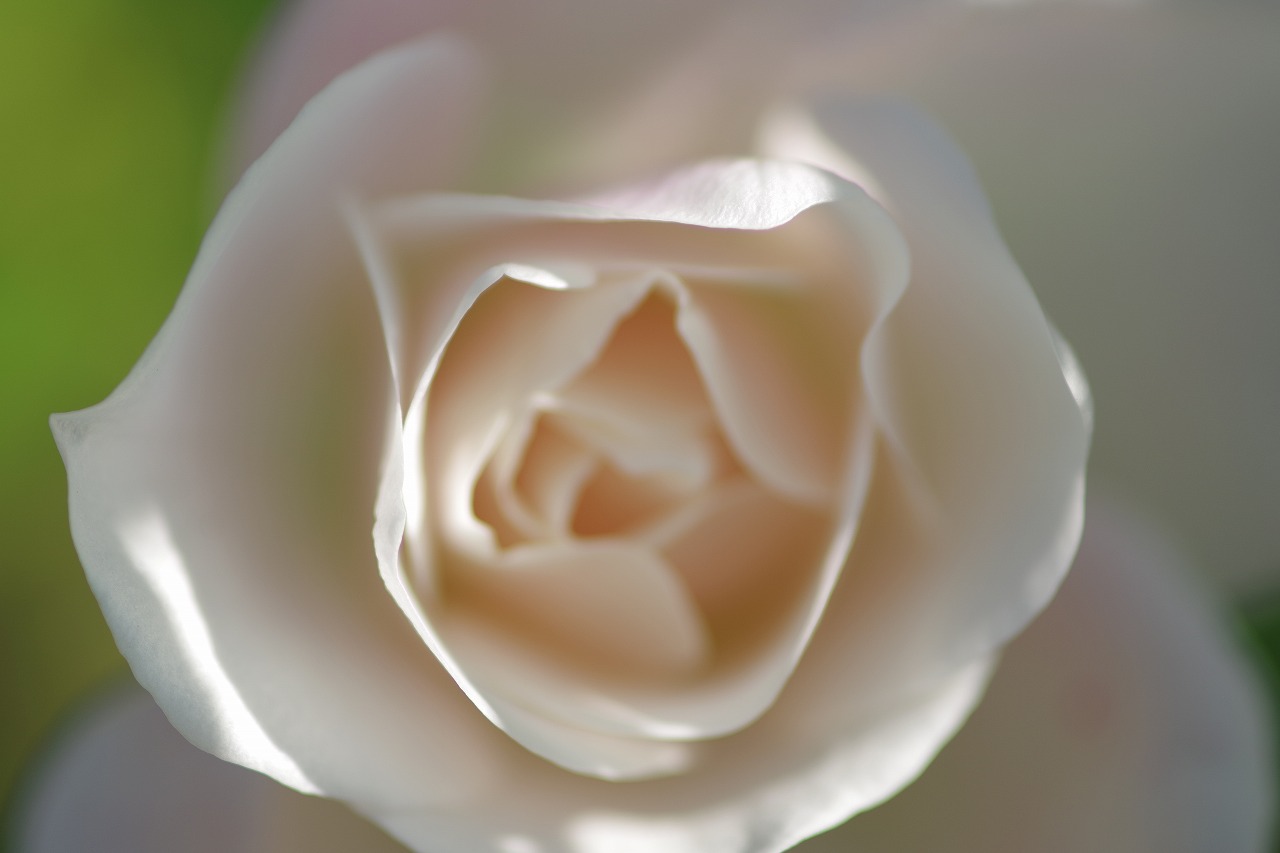 群馬県前橋市の群馬フラワーパークの花々