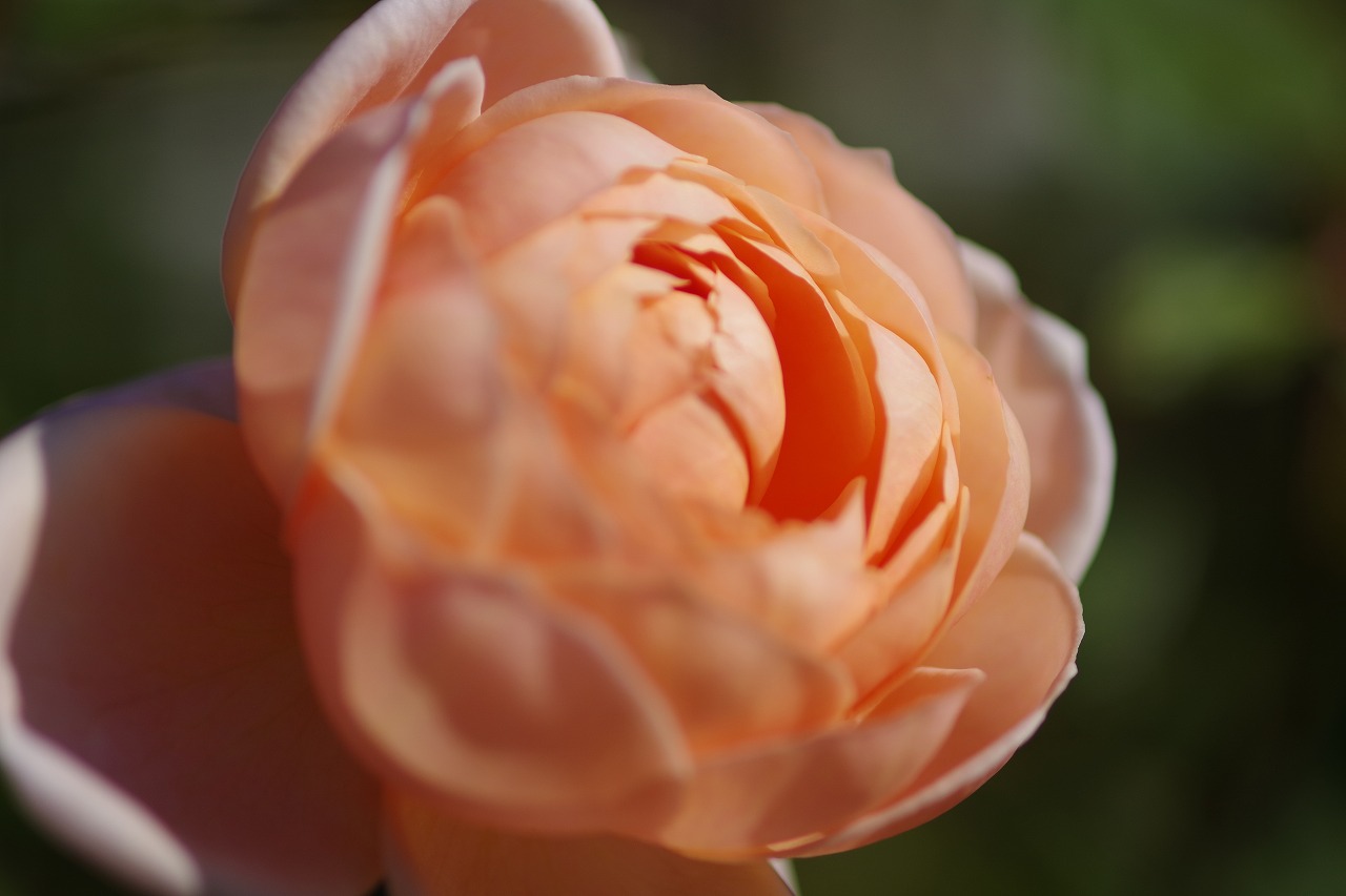 群馬県前橋市の群馬フラワーパークの花々