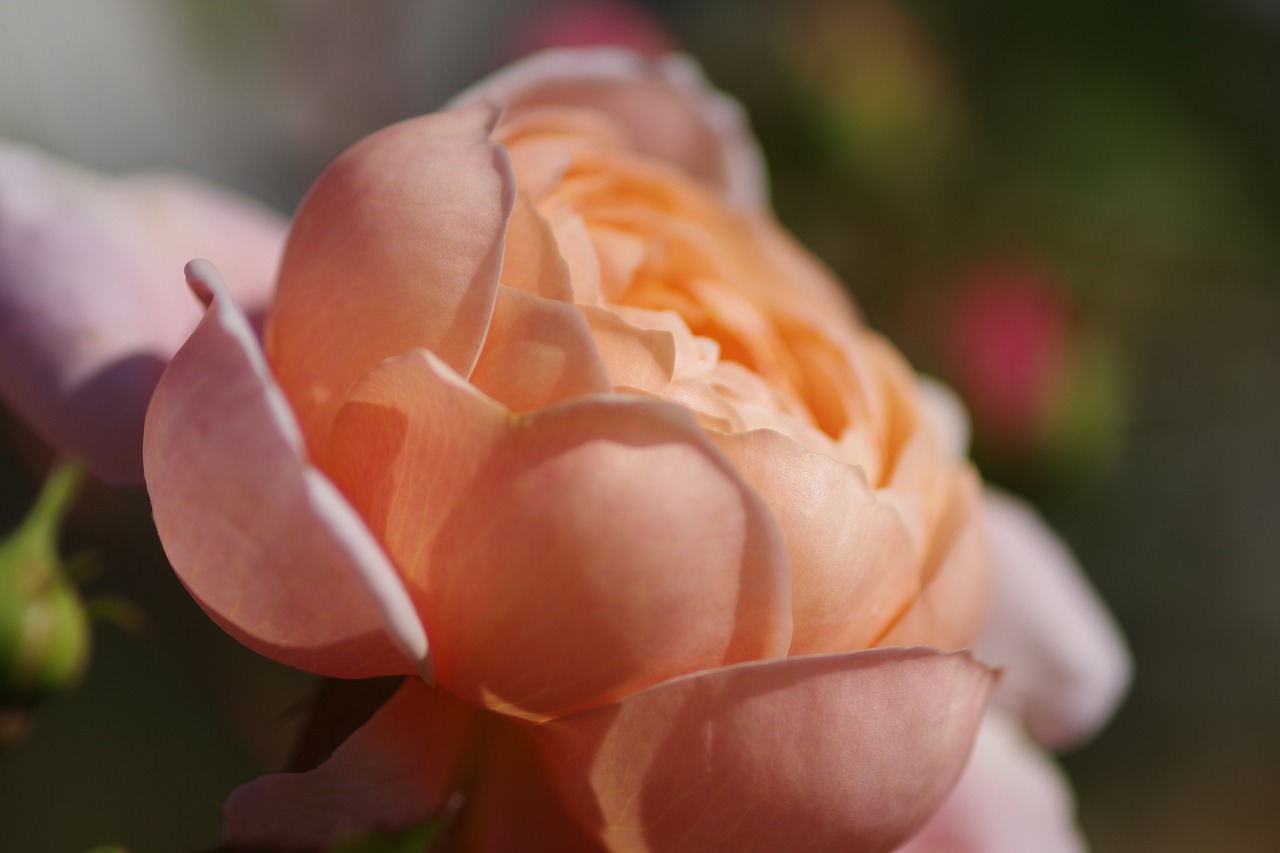 群馬県前橋市の群馬フラワーパークの花々