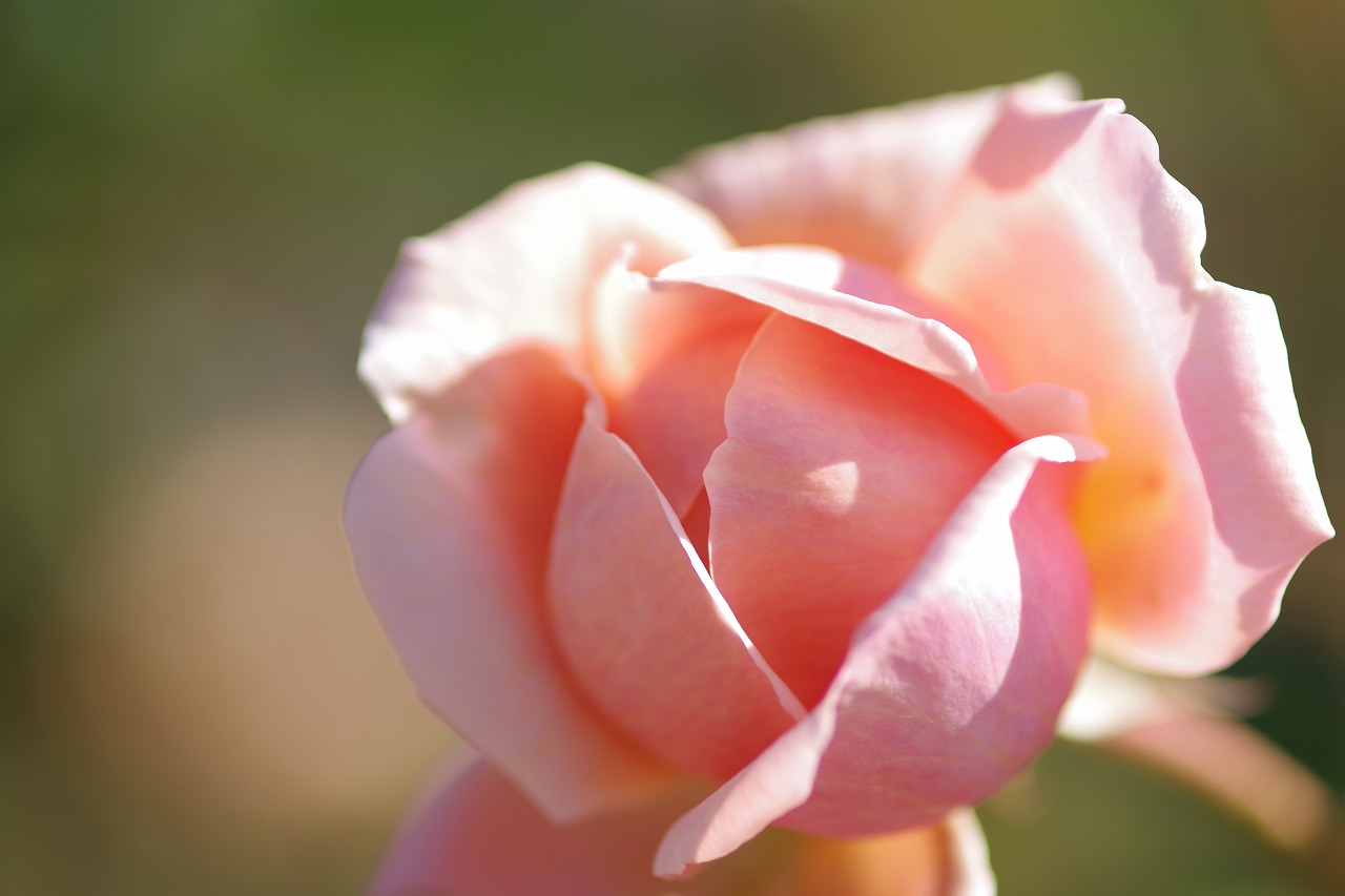 群馬県前橋市の群馬フラワーパークの花々