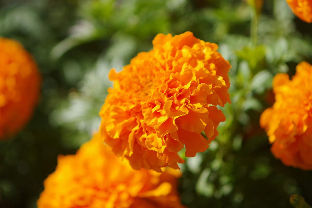 群馬県前橋市の群馬フラワーパークの花々