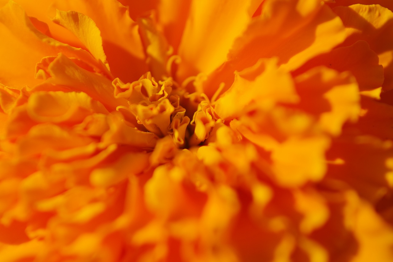 群馬県前橋市の群馬フラワーパークの花々