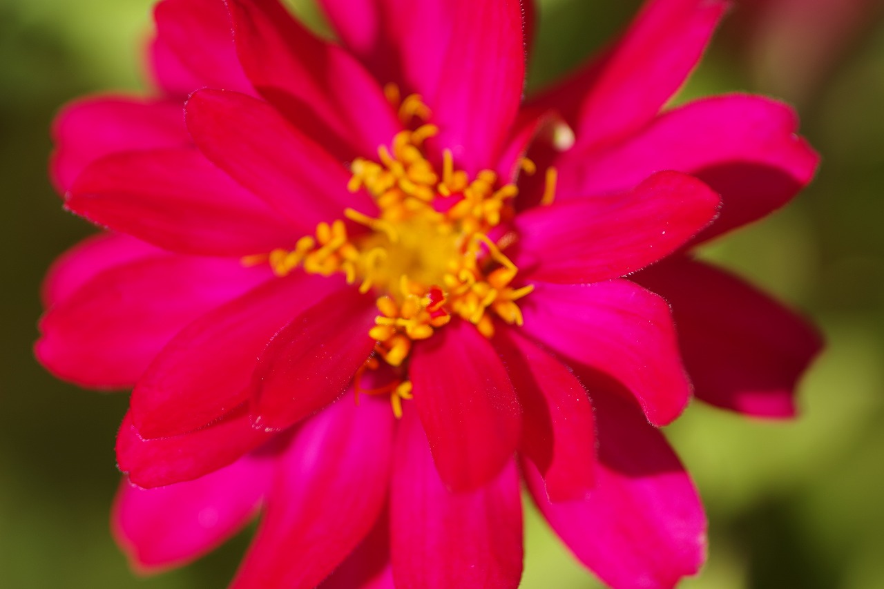 群馬県前橋市の群馬フラワーパークの花々