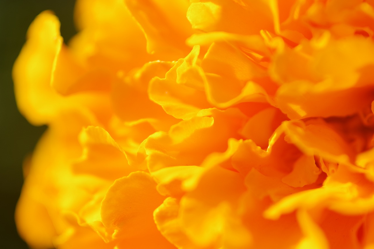 群馬県前橋市の群馬フラワーパークの花々