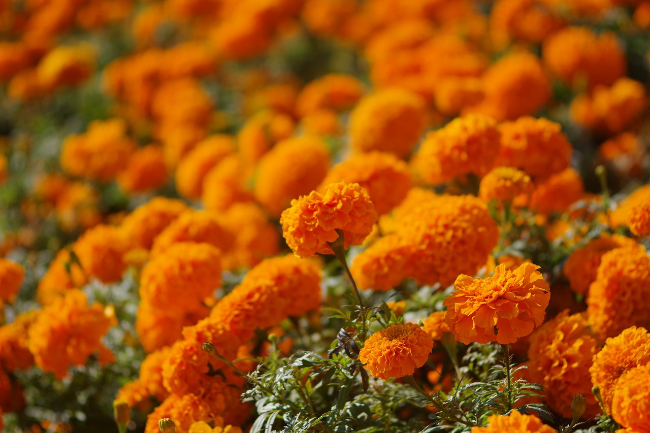 群馬県前橋市の群馬フラワーパークの花々