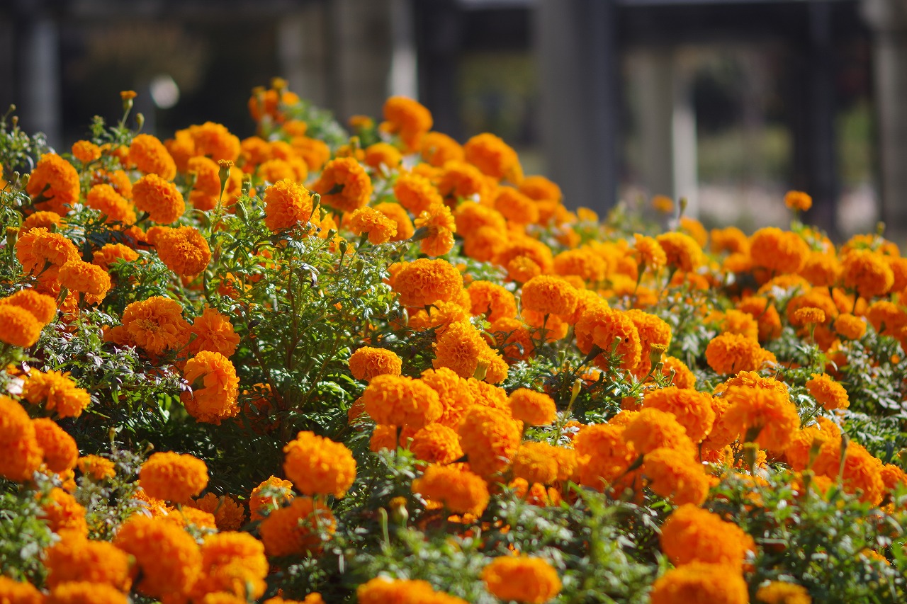 群馬県前橋市の群馬フラワーパークの花々