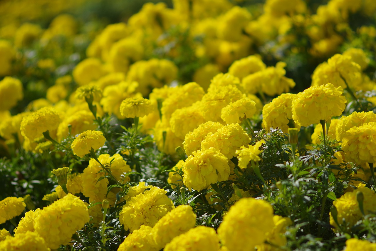群馬県前橋市の群馬フラワーパークの花々