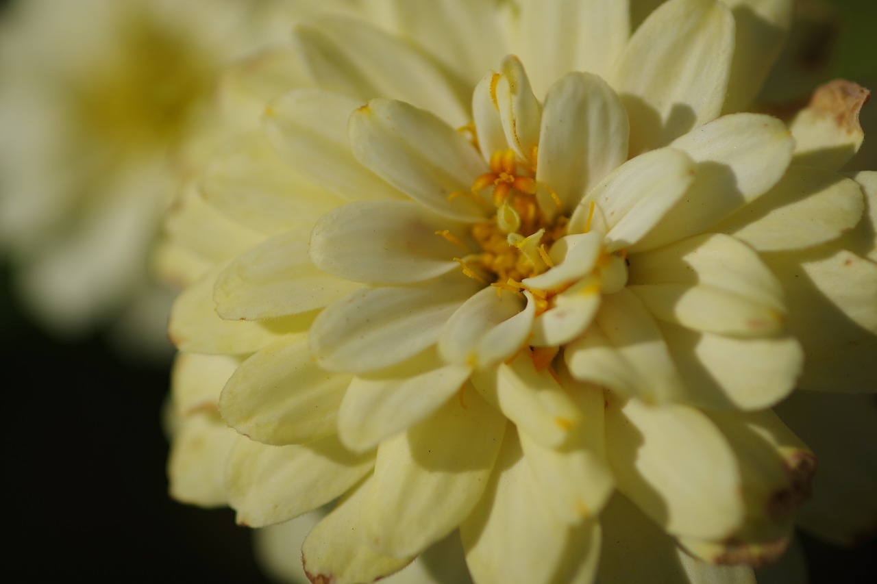 群馬県前橋市の群馬フラワーパークの花々
