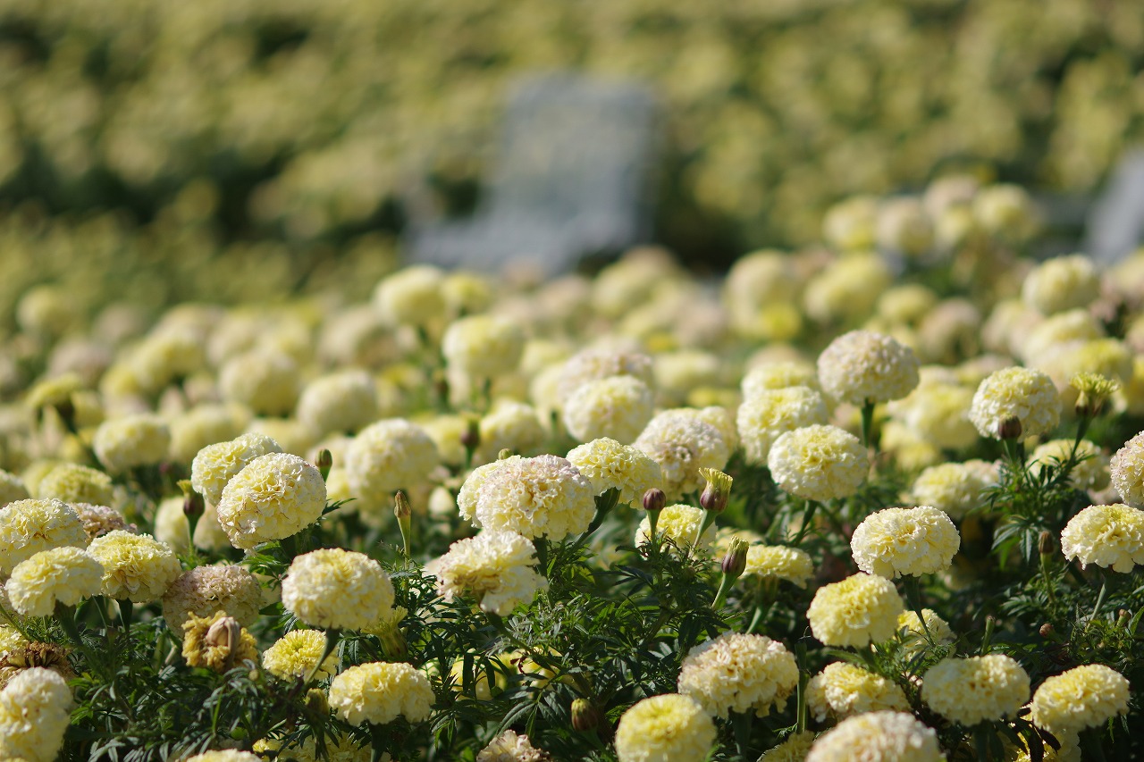 群馬県前橋市の群馬フラワーパークの花々