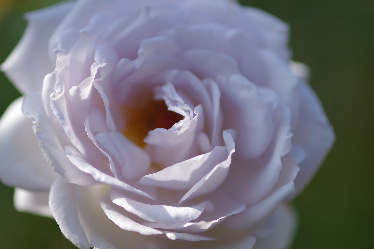 群馬県前橋市の群馬フラワーパークの花々