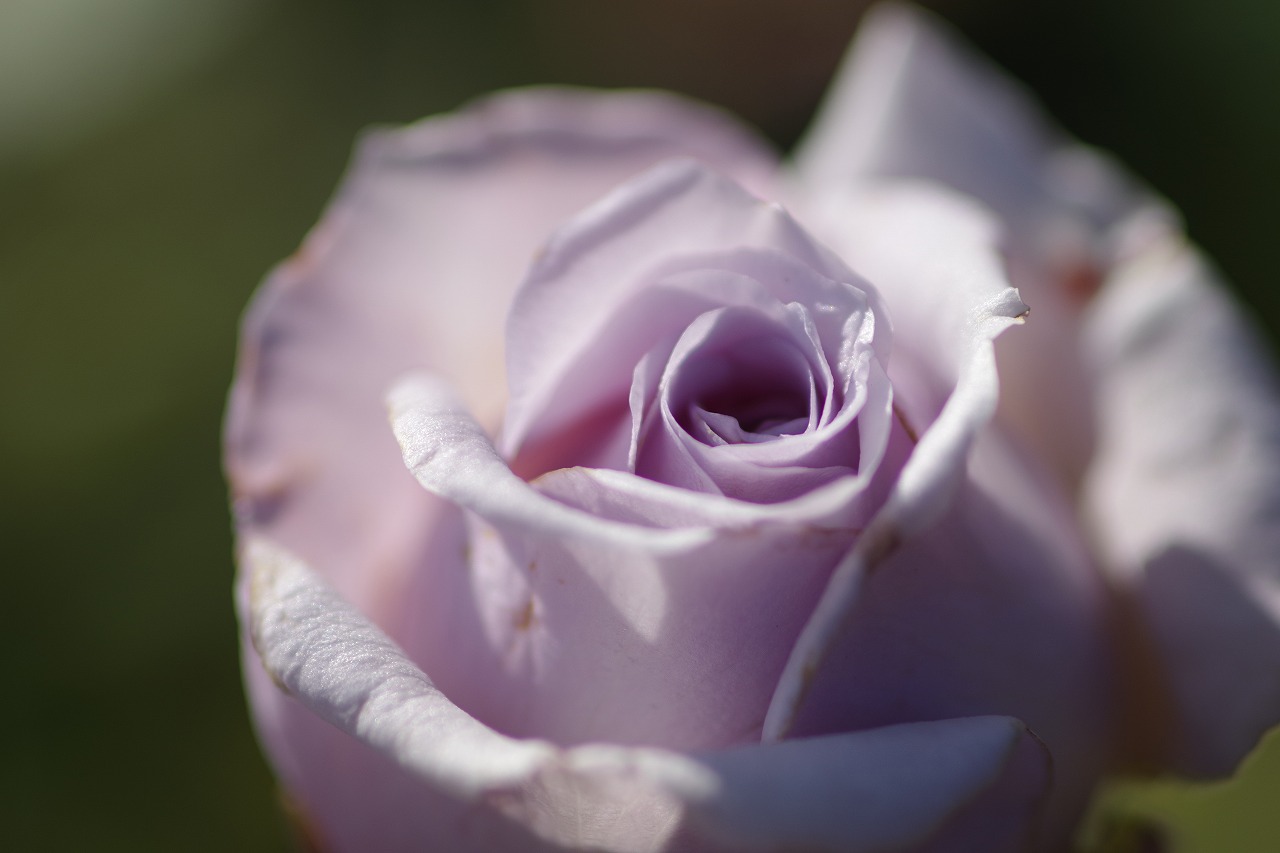 群馬県前橋市の群馬フラワーパークの花々